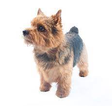Is the norwich terrier right for you? Norwich Terrier Dog Breed Information Purina