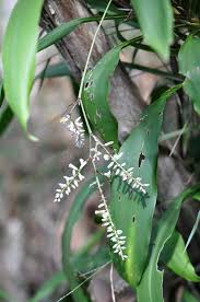 Image result for Cordyline stricta