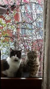 Spring Cat Goruntuler Ile Hayvanlar Kedi Kedicik