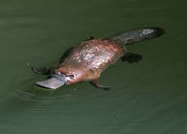 9 Quirky Facts About The Platypus Platypus Duck Billed Platypus Australian Animals