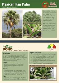 Image result for Washingtonia robusta