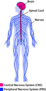 Neurologist or neurosurgeon upright holding mri brain scanning viewing and exploring it for pathologies of central nervous system. The Nervous System