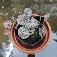 Image result for Peponium sp. A