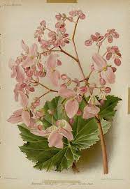 Snhf Begonia Ricinifolia Grandifolia Gerbe Rose Botanical Painting Begonia Botanical Art