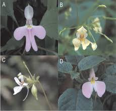 Image result for Impatiens burtonii