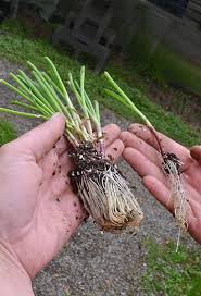 Onion seeds can be sown close together, and thinned out once the seedlings have grown. How To Grow Onions That Are Big Buffalo Niagaragardening Com
