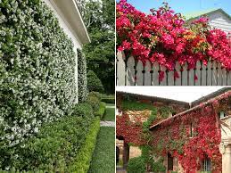 Maybe you would like to learn more about one of these? 20 Plantas Trepadoras Con Flor Que Debes Tener En Casa Estrenocasa Com