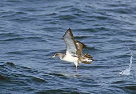 Image result for Dissotis caloneura