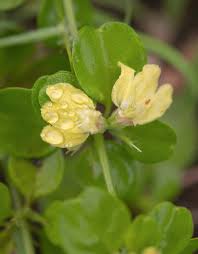 Image result for Justicia heterocarpa