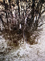 A skull is found in the wych elm which takes this finely crafted novel into the events of the past as experienced by the participants looking back from the present day. Evans Is A Place On Earth Who Put Bella In The Wych Elm