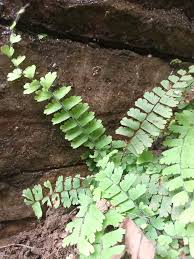 Image result for Adiantum incisum