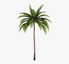 Are you searching for palm leaves png images or vector? Isolated Tree Tree Palm Tribe Aesthetic Branches Tropical Plant Palm Tree Png Image Transparent Png Free Download On Seekpng