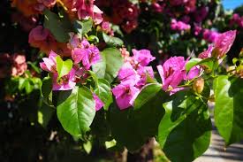 Image result for Nyctaginaceae