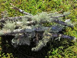 Image result for Aeschynomene mossoensis