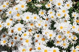 Fromyouflowers.com has been visited by 10k+ users in the past month 80 Best Daisy Quotes With Lots Of Flower Power By Kidadl