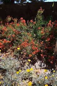 Image result for Anisacanthus