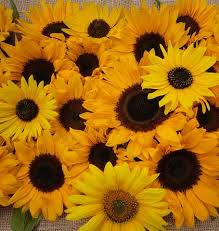 It is native to tropical parts of the indian subcontinent and china, where it blooms. List Of Edible Flowers West Coast Seeds