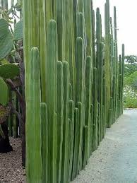 Home Design Ideas Why Height Matters Room Soul Fence Plants Desert Landscaping Desert Garden
