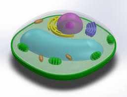 Maybe you would like to learn more about one of these? Pebble Plant Cell 3d Cad Model Library Grabcad