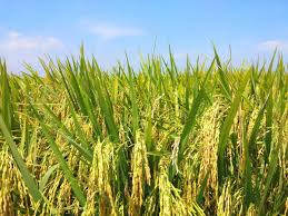 So if you plan on coming all the way to sekinchan to witness the paddy fields, it is advisable to come during the said months. Sekinchan Paddy Field Padi Field In Sekinchan