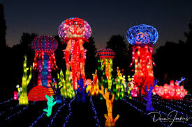 Chinese Lantern Festival At Daniel Stowe Botanical Garden Travel Photo By Dena Jenkins Jellyfish Chinese Lantern Festival Fish Lanterns Night Photos