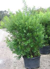 It can be allowed to develop into an airy hedge. Wax Myrtle Myrica Cerifera Southern Wax Myrtle Leander Area Wholesale Nursery Supply
