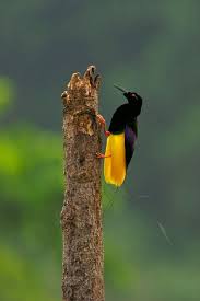 Bird Of Paradise Papua New Guinea Pin On Beautiful Birds