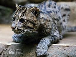 Balikci Kedi Prionailurus Viverrinus Wild Cat Species Cute Animals Wild Cats
