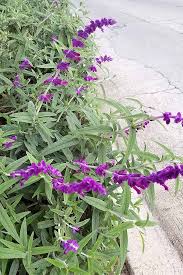 Jan 21, 2021 · they got their name, purple passion plant, because their dark green leaves and stems are covered with soft, fine purple hairs. How To Grow Salvia Easy Care With Colorful Blooms Gardener S Path