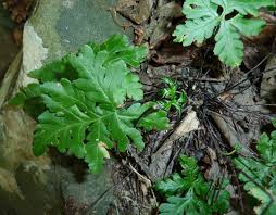 Image result for Doryopteris concolor
