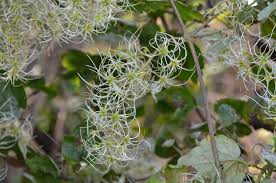 Image result for Clematis hirsuta