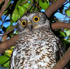 Here, we provide information about the nature of these birds, and the care that domestic owls need. Powerful Owls Eating Possum Heads At Merewether Newcastle Herald Newcastle Nsw