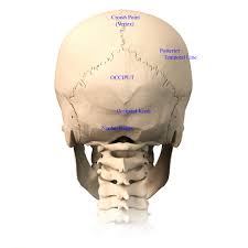The skull can be further subdivided into: Skull Anatomy Terminology Dr Barry L Eppley
