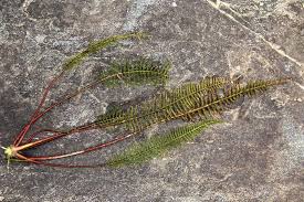 Image result for Hydrostachys polymorpha