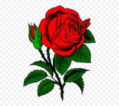 If you like, you can download pictures in icon format or directly in. Bunga Ros Png