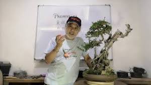 Image result for Premna mooiensis