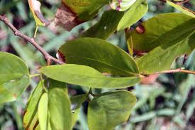 Image result for Hymenaea courbaril