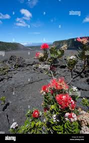 Ohia Tree, Lehua Blossom, Kilauea Iki, HVNP, Kilauea Volcano, Big Island of  Hawaii Stock Photo - Alamy
