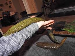 Koleksi gambar haiwan yang terbesar di dunia. Lintah Terbesar Di Dunia Dari Alam Angker Facebook