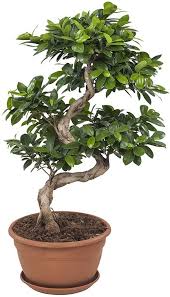 Ricevilo entro lunedì 3 maggio. Bonsai Ficus Ginseng Cos E E Come Prendersene Cura I Bonsai