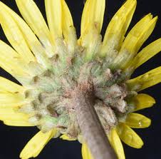 Image result for Haplocarpha