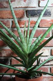 Image result for Chlorophytum pubiflorum