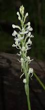 Image result for Habenaria perpulchra