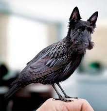 Birds With Dog Faces Weird Animals Photoshopped Animals Bizarre Animals