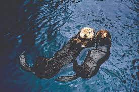 Maybe you would like to learn more about one of these? You Otter Know That Saturday Kicks Off Otter Awareness Week At Vancouver Aquarium Inside Vancouver Bloginside Vancouver Blog