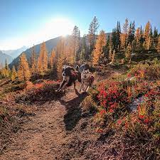 The hike starts off on the shores of rattlesnake lake and cuts through a series of switchbacks that rise 1,000 feet. Where To Hike With Your Dog In Seattle Portland Bellingham And Bend Mud Bay