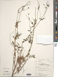 Image result for Blepharispermum pubescens