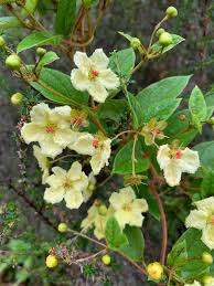 Image result for Sphedamnocarpus pruriens