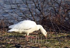 A look at the wildlife at middle creek wildlife management area at the lancaster and lebanon county borders in pennsylvania. Snow Geese Migration At Middle Creek Wildlife Management Area Lancasterpa Com