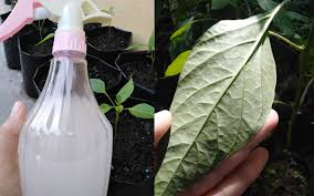 Tak tahu penyakit apa, atau mungkin kekurangan air, baja atau kekurangan unsur dalam baja ab sol. Elak Daun Cili Kena Bena Putih Semburkan Dengan Cecair Ni Tak Ada Modal Pun Nak Buatnya Keluarga